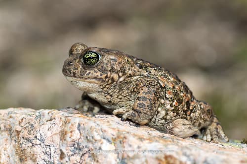 Epidalea (Bufo) calamita