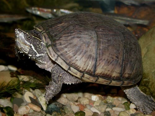 Sternotherus odoratus
