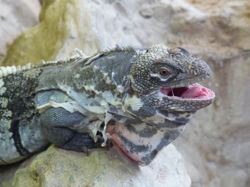 Ctenosaura palearis