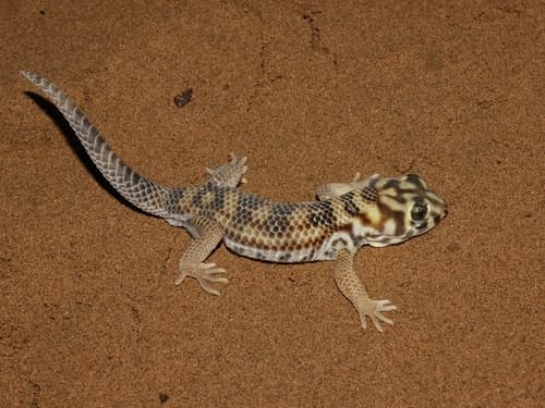 Teratoscincus scincus