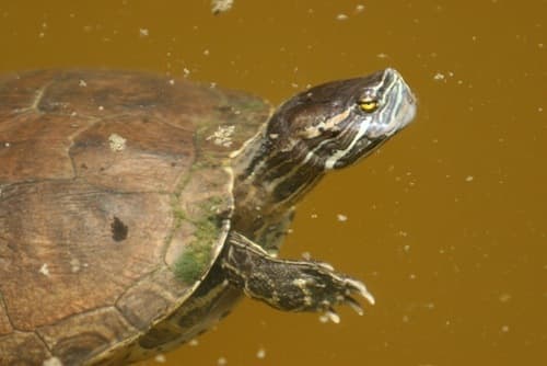 Trachemys decorata
