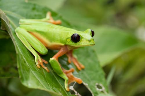 Agalychnis moreletii