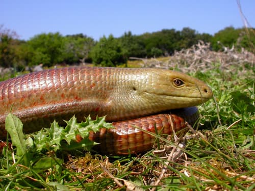Ophisaurus apodus