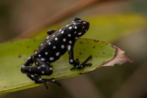 Excidobates mysteriosus