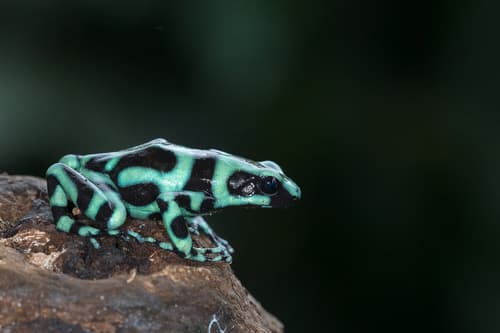 Dendrobates auratus