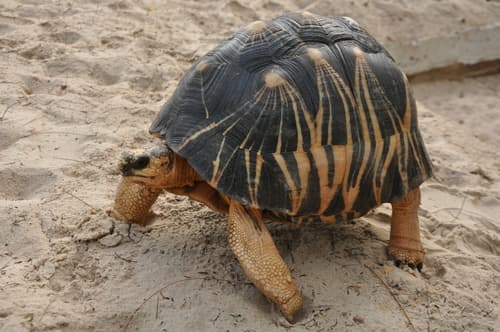 Astrochelys radiata