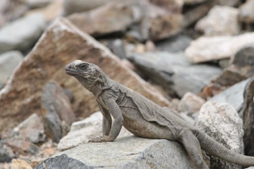 Sauromalus hispidus