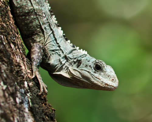 Ctenosaura bakeri