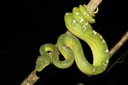 Corallus caninus