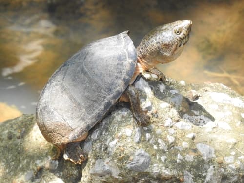 Sternotherus carinatus