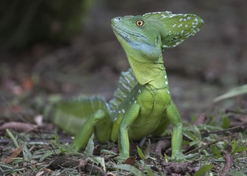 Basiliscus plumifrons