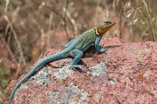 Crotaphytus collaris