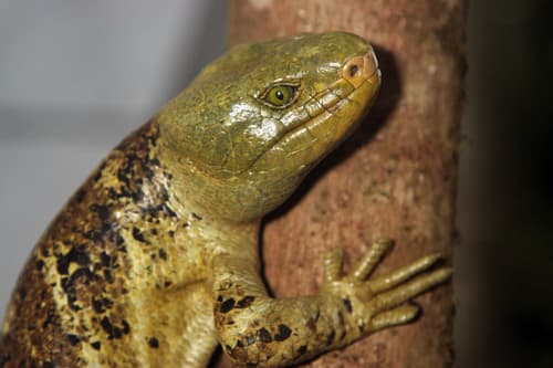 Corucia zebrata