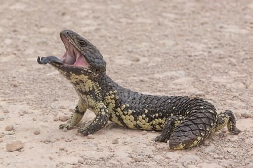 Tiliqua rugosa