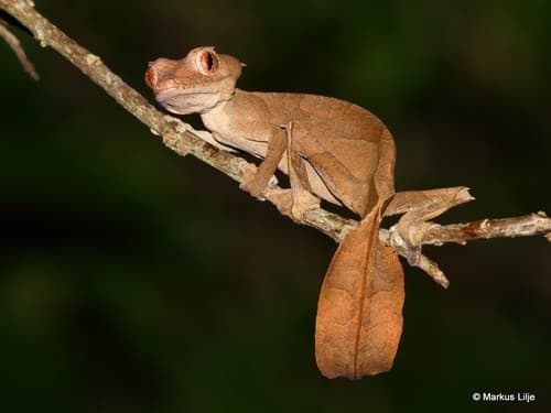 Uroplatus phantasticus
