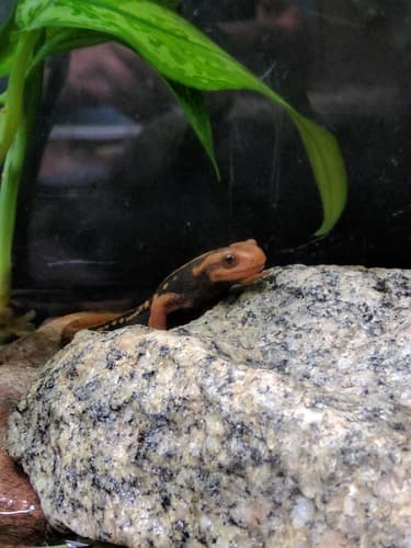 Tylototriton verrucosus
