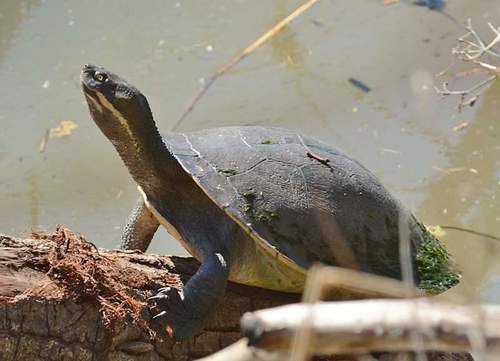 Emydura macquarii