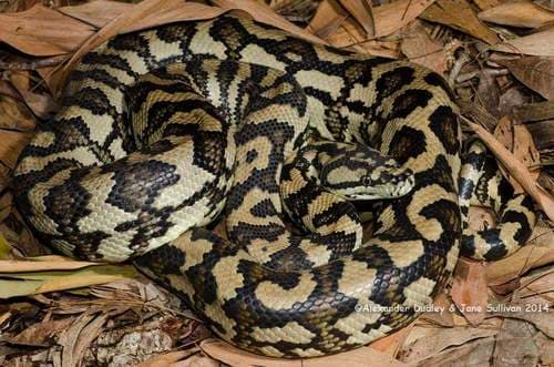 Morelia spilota spilota