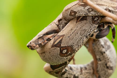 Boa constrictor