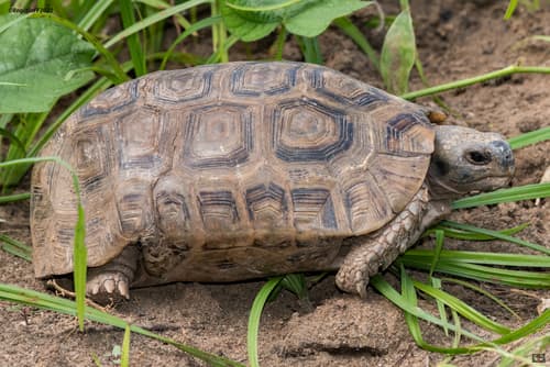 Kinixys belliana