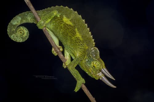 Trioceros jacksonii