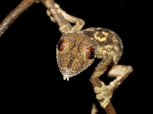 Uroplatus henkeli