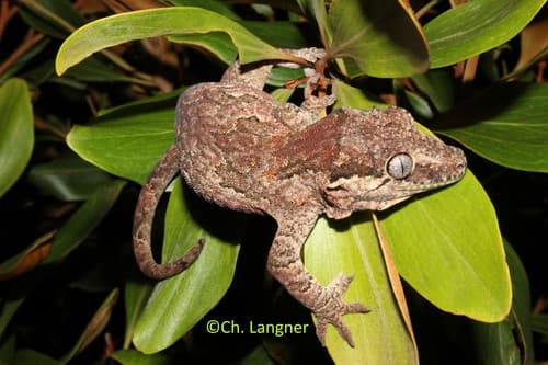 Rhacodactylus auriculatus