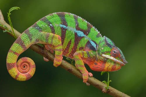 Furcifer pardalis