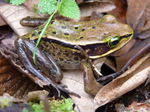 Lithobates vibicarius