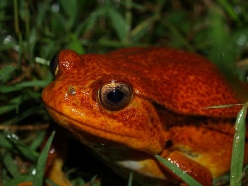 Dyscophus guineti