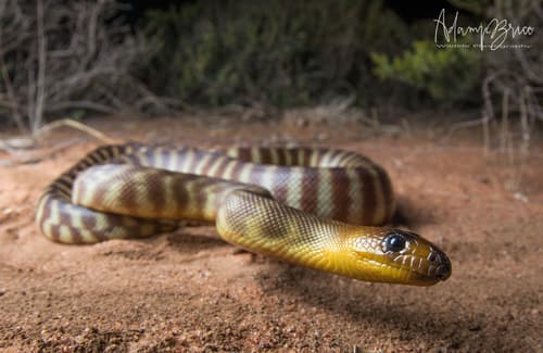 Aspidites ramsayi