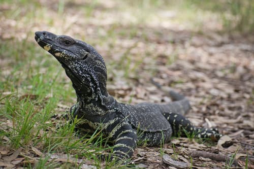Varanus varius