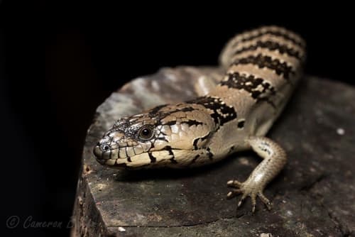 Hemisphaeriodon gerrardii