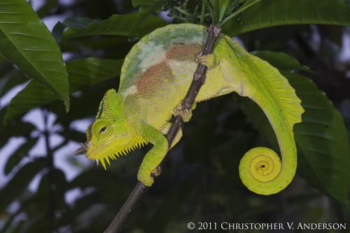 Chameleo trioceros quadricornis
