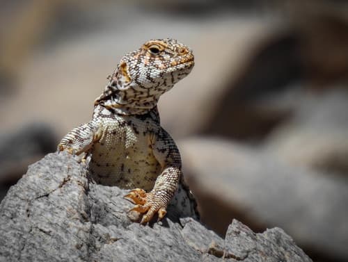 Uromastyx ornata