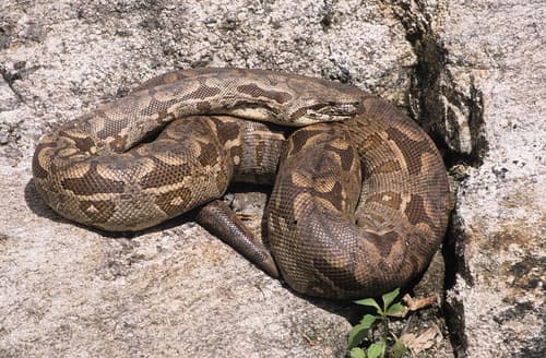 Acrantophis dumerili