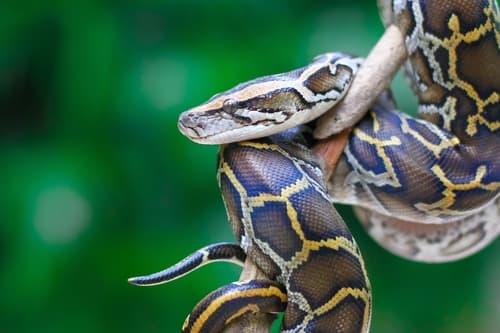 Python molurus bivittatus