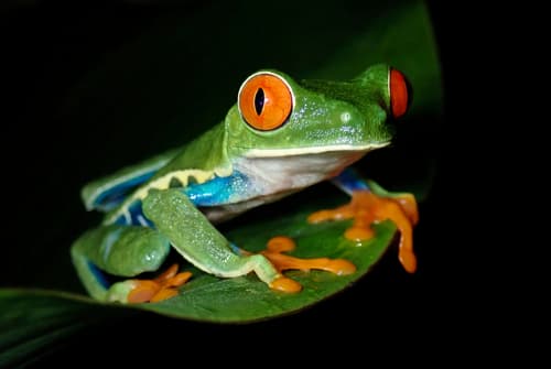Agalychnis callidryas