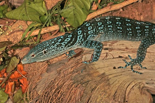 Varanus macraei