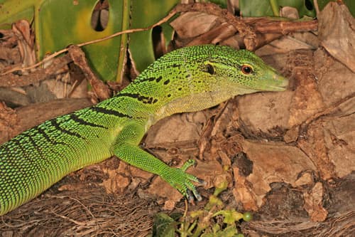 Varanus prasinus