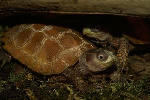 Geoemyda spengleri