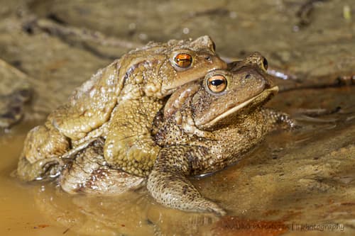 Bufo bufo