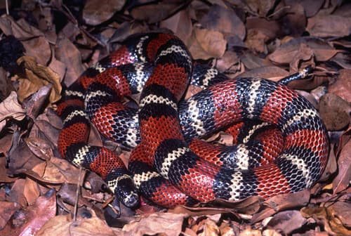 Lampropeltis triangulum stuarti