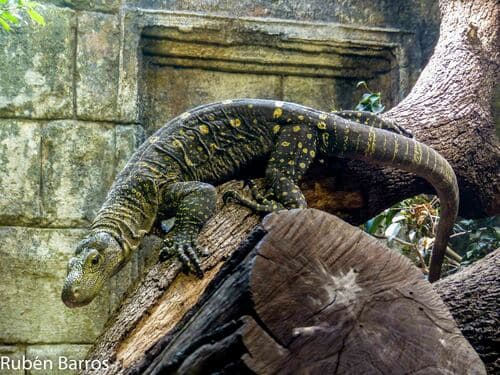 Varanus salvadorii