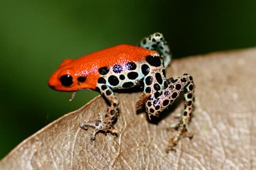 Ranitomeya reticulata