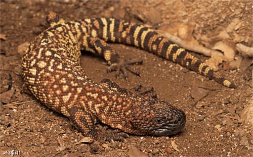 Heloderma horridum exasperatum