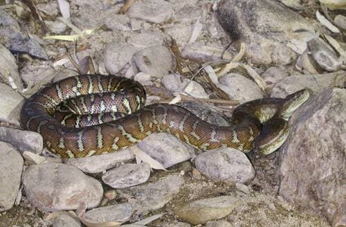 Morelia bredli