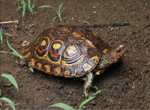 Rhinoclemmys pulcherrima