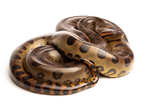 Eunectes murinus