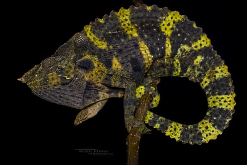 Chamaeleo melleri